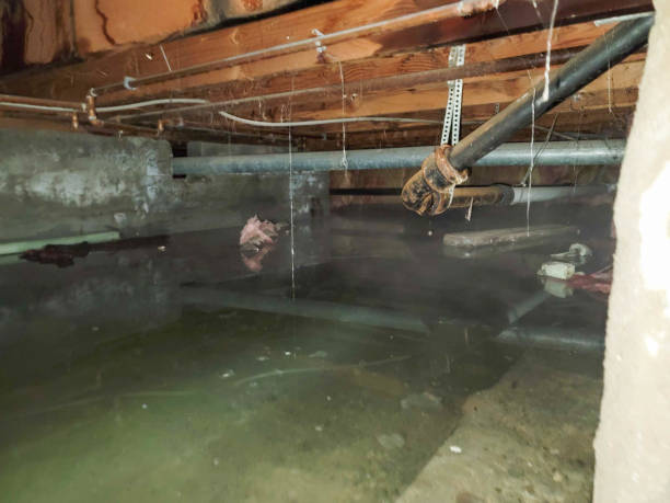 Best Flood damage cleanup  in New Burlington, OH